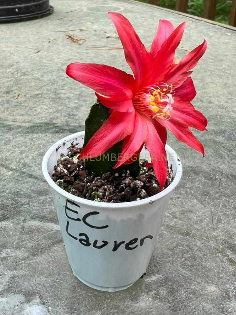 Rhipsalidopsis 'Lauren' [Cobia]