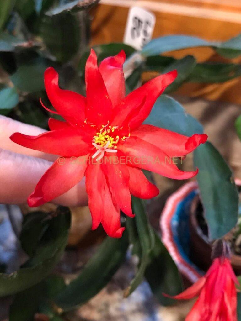 Rhipsalidopsis 'Lauren' [Cobia]