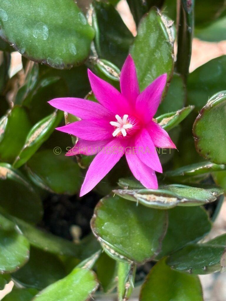 Rhipsalidopsis 'Love me not'
