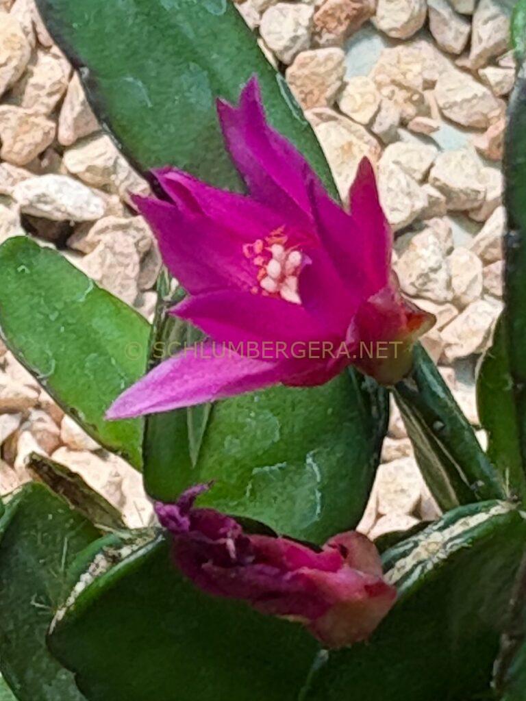 Rhipsalidopsis 'Love me not'