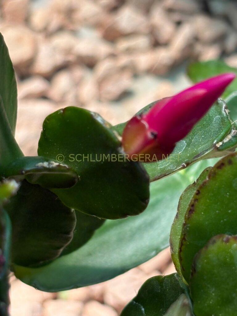 Rhipsalidopsis 'Love me not'