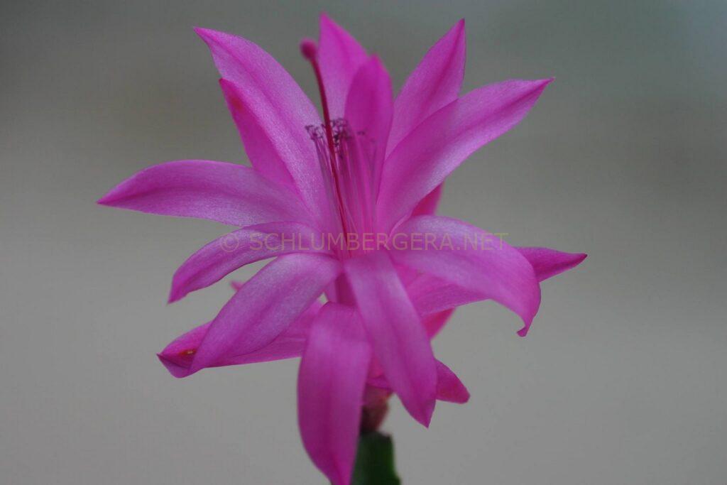 Schlumbergera 'Anja'