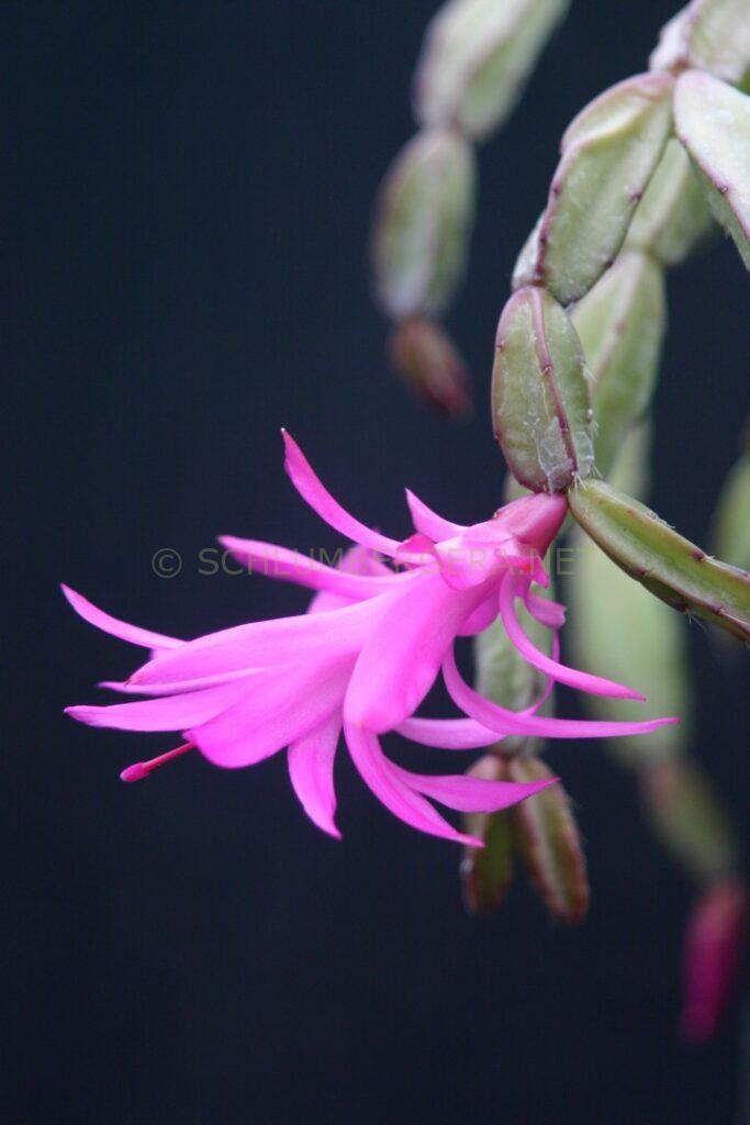Schlumbergera 'Anja'