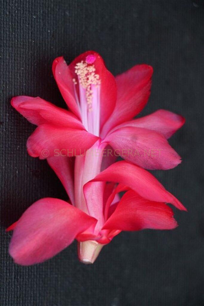 Schlumbergera 'Berliner Love'