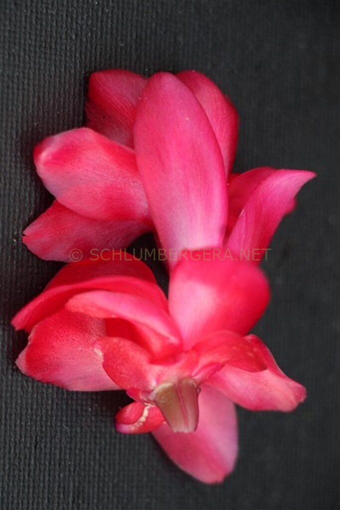 Schlumbergera 'Berliner Love'