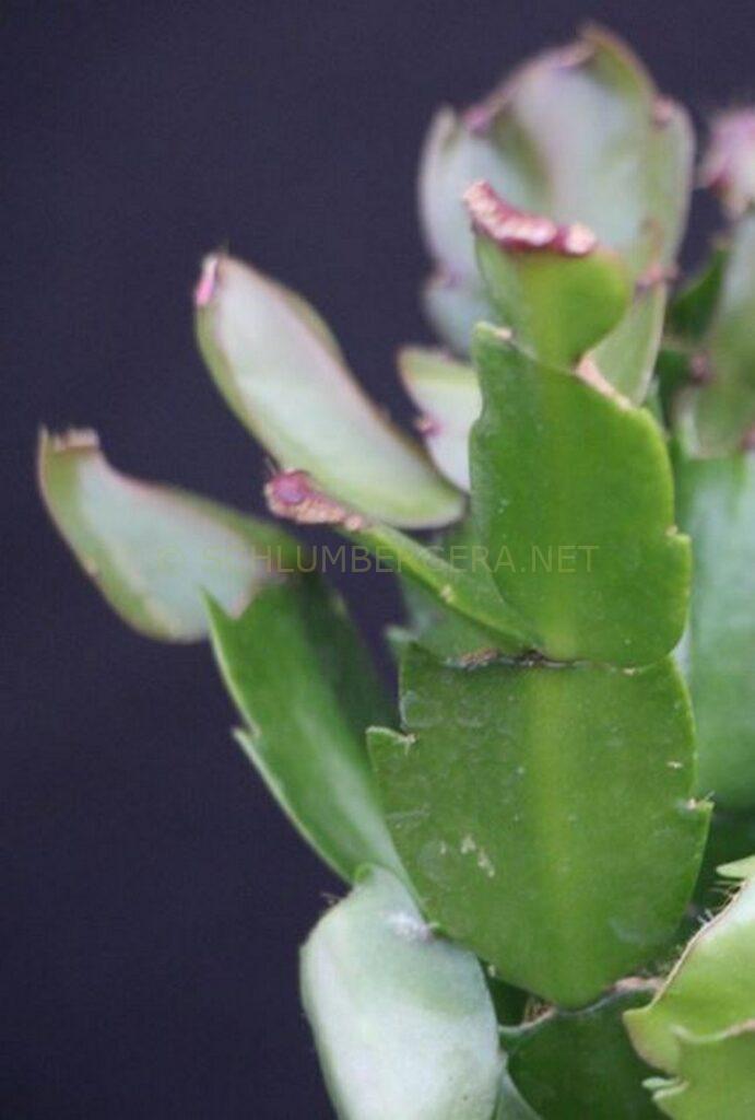 Schlumbergera 'Berliner Love'
