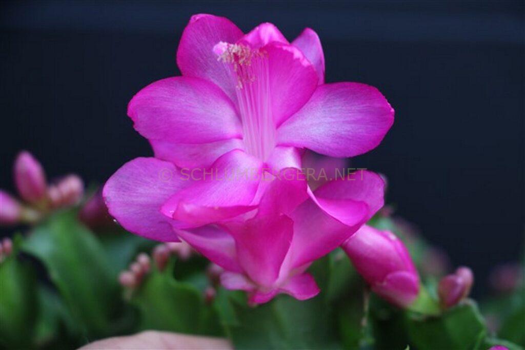 Schlumbergera 'Berliner World'