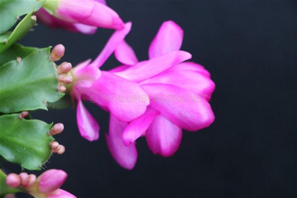 Schlumbergera 'Berliner World'
