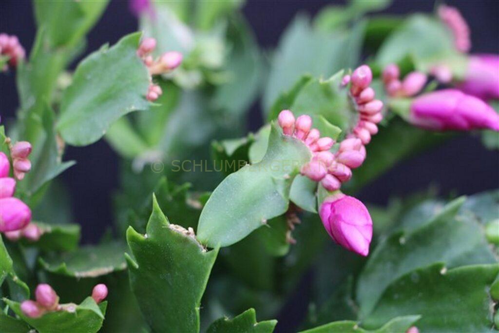 Schlumbergera 'Berliner World'