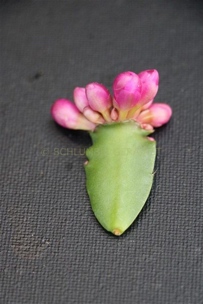 Schlumbergera 'Berliner World'