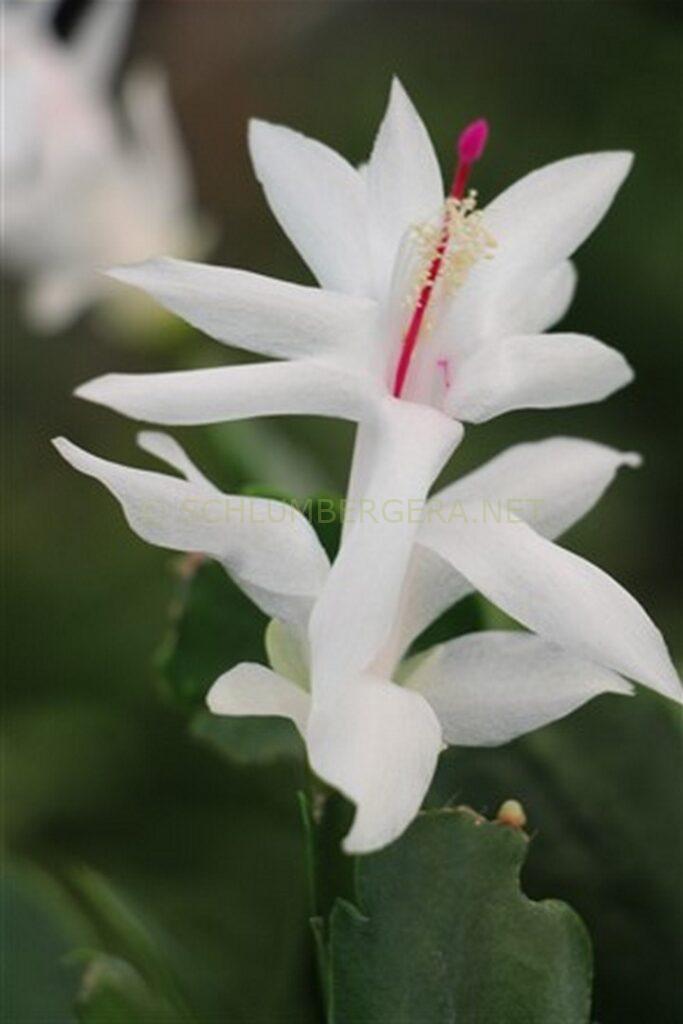 Schlumbergera 'Bollywood'