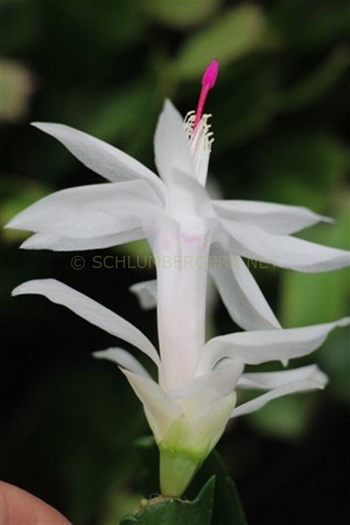 Schlumbergera 'Bollywood'