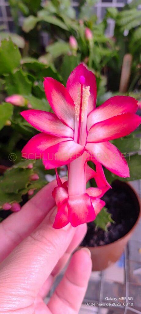 Schlumbergera 'Curitiba PR Brasil'