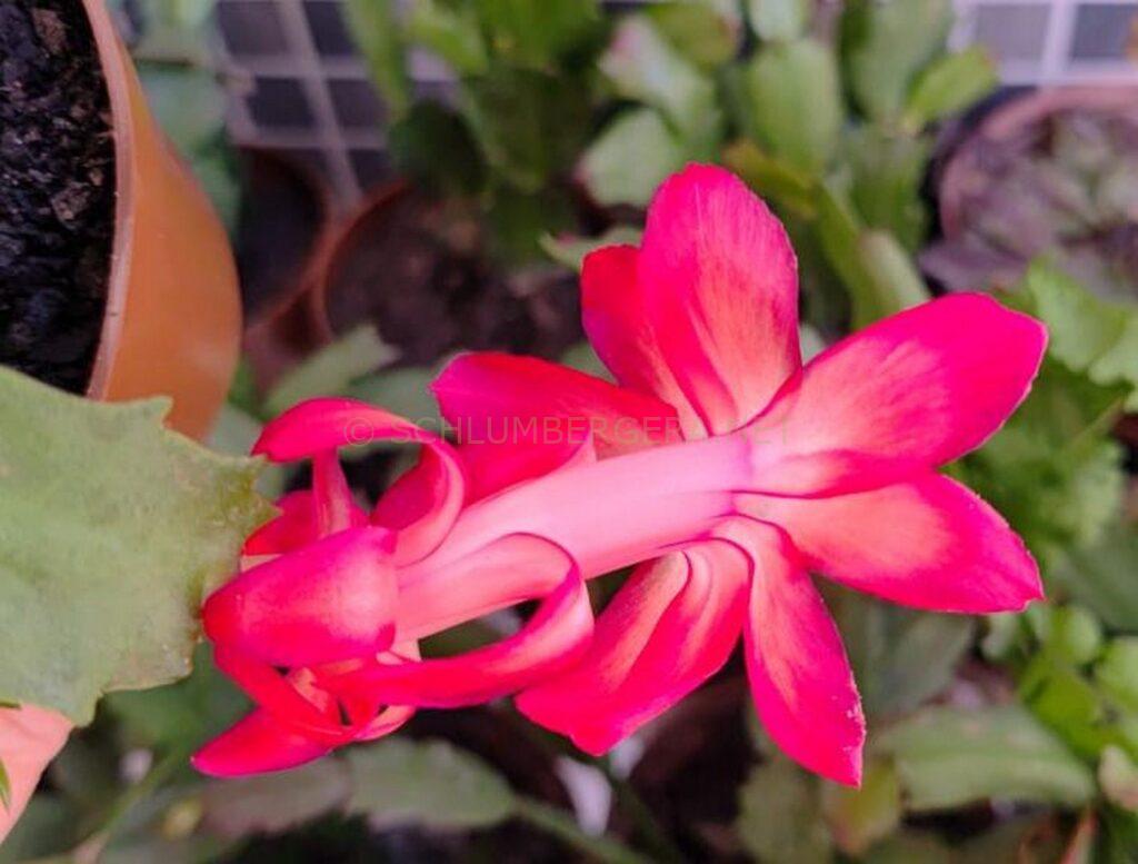 Schlumbergera 'Curitiba PR Brasil'