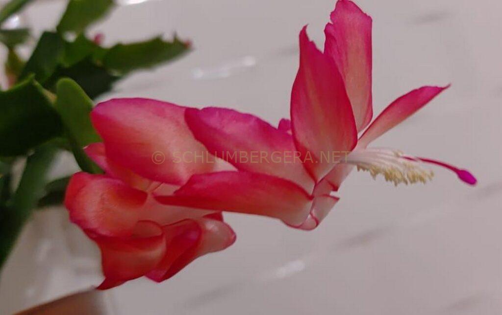 Schlumbergera 'Curitiba PR Brasil'