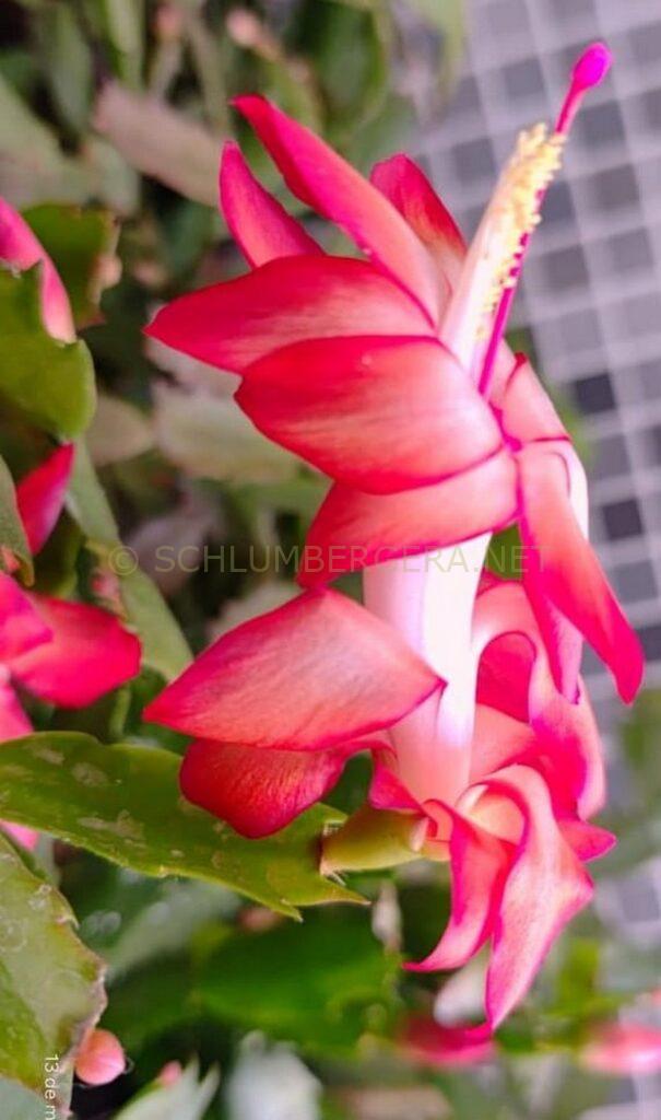 Schlumbergera 'Curitiba PR Brasil'