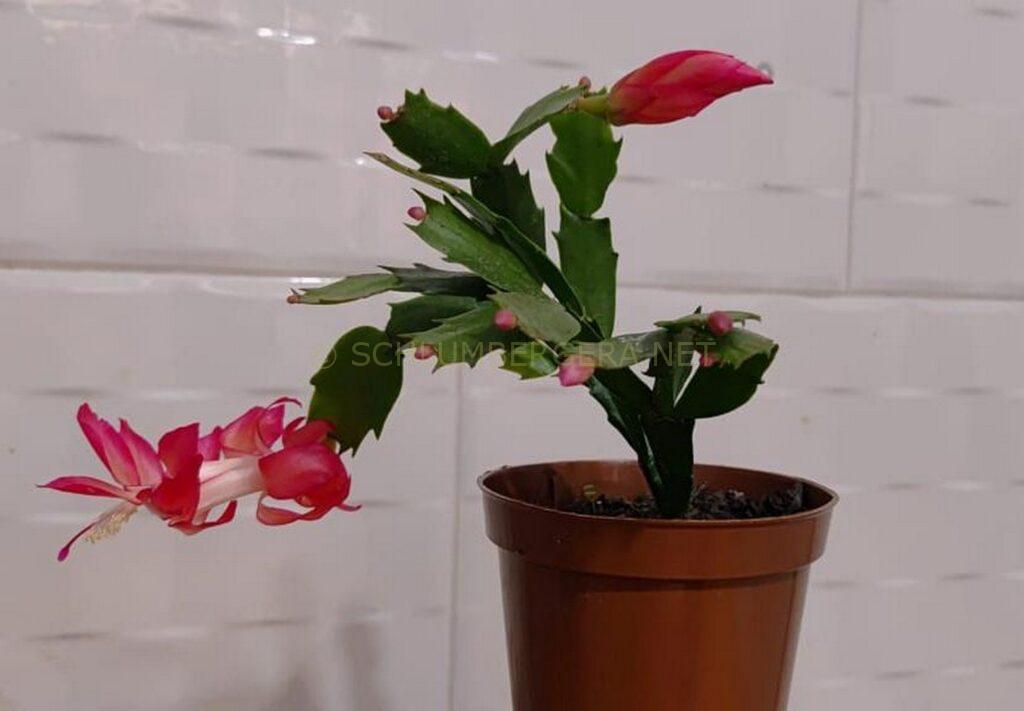 Schlumbergera 'Curitiba PR Brasil'