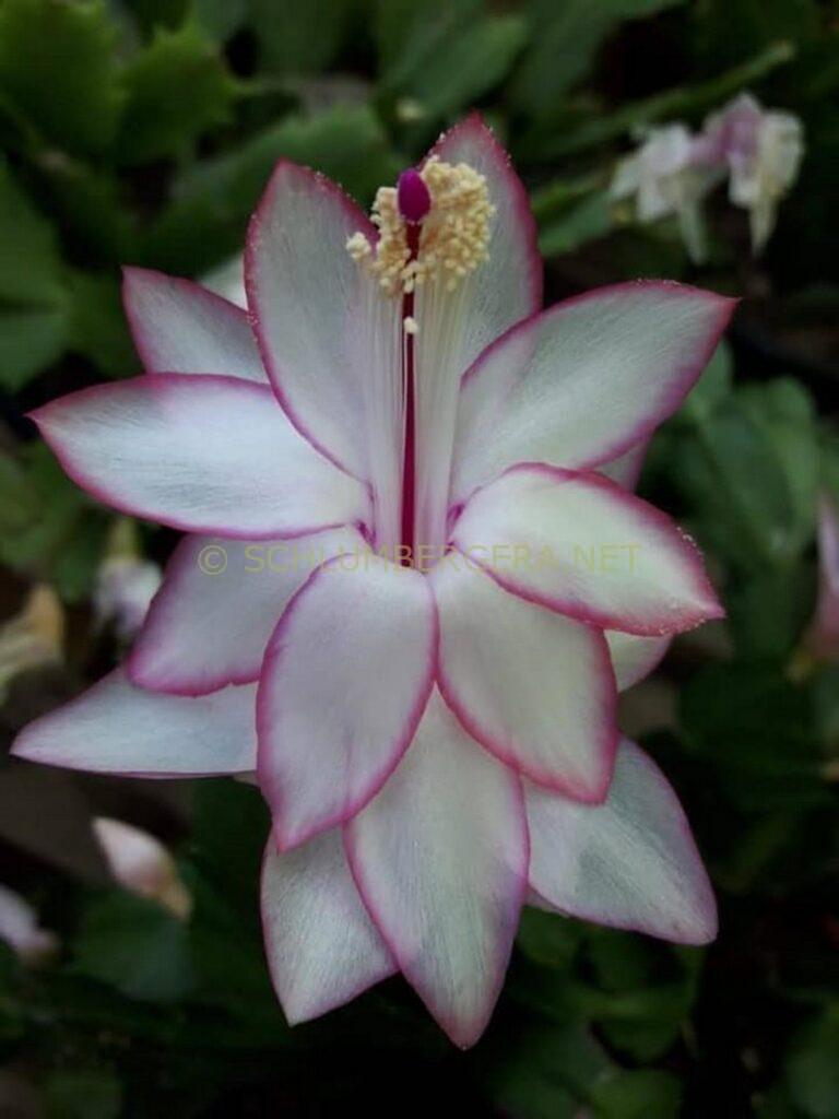Schlumbergera 'Eprics Star'