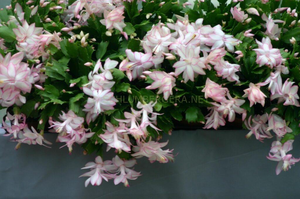 Schlumbergera 'Eprics Star'