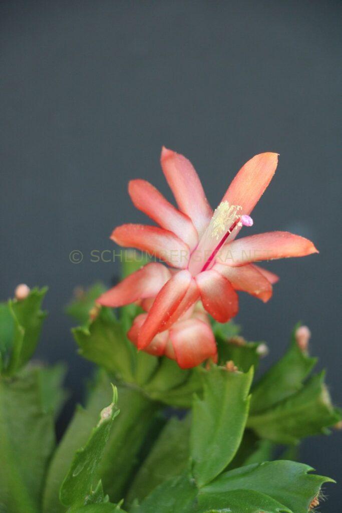 Schlumbergera 'Fabulous Lover'