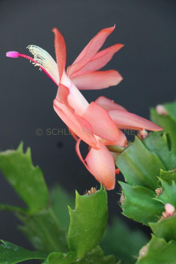 Schlumbergera 'Fabulous Lover'