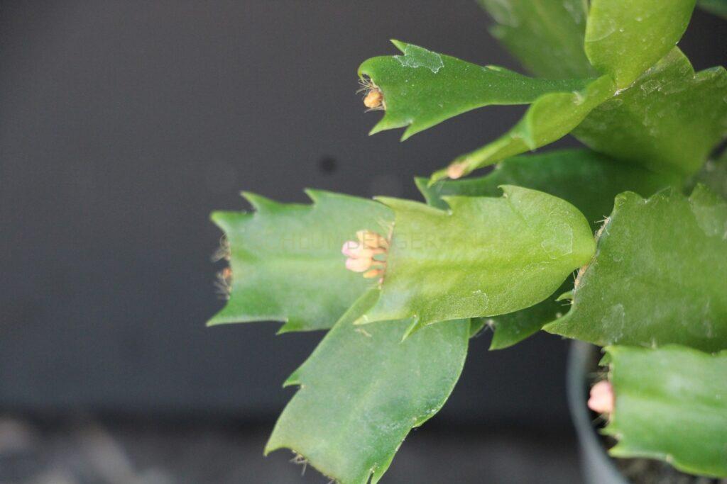Schlumbergera 'Fabulous Lover'