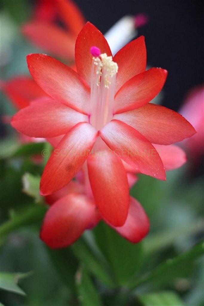 Schlumbergera 'Helmut Paetzold'