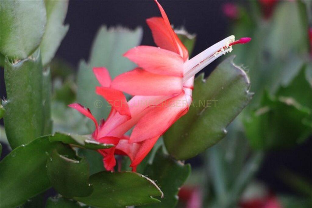 Schlumbergera 'Helmut Paetzold'