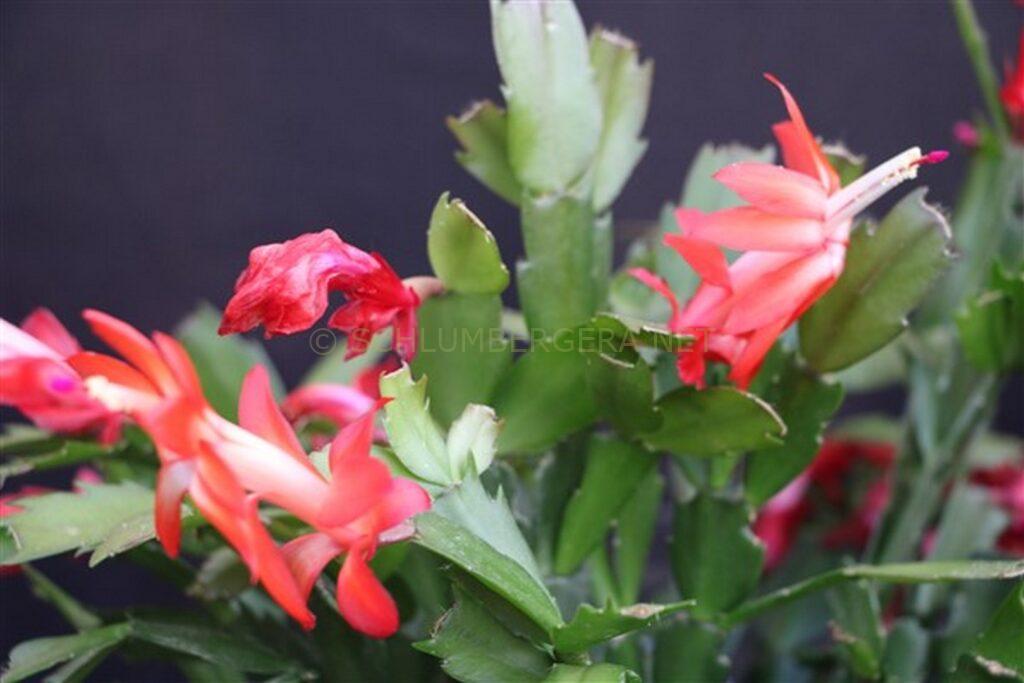 Schlumbergera 'Helmut Paetzold'