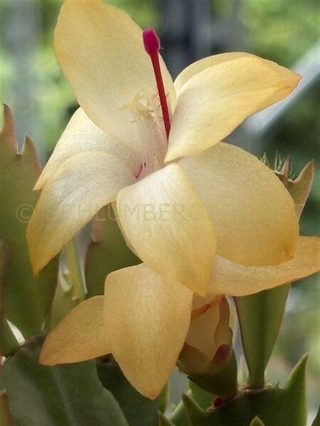 Schlumbergera 'Italian Love'