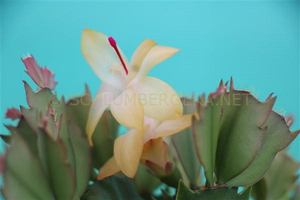 Schlumbergera 'Italian Love'