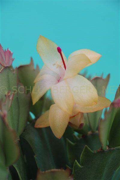 Schlumbergera 'Italian Love'
