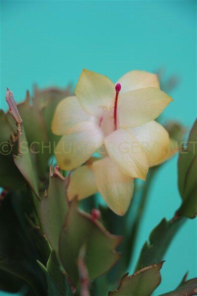 Schlumbergera 'Italian Love'
