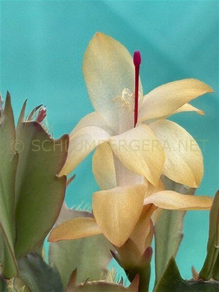 Schlumbergera 'Italian Love'