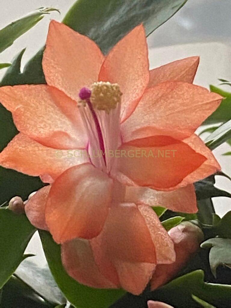 Schlumbergera 'Italian Miniature'