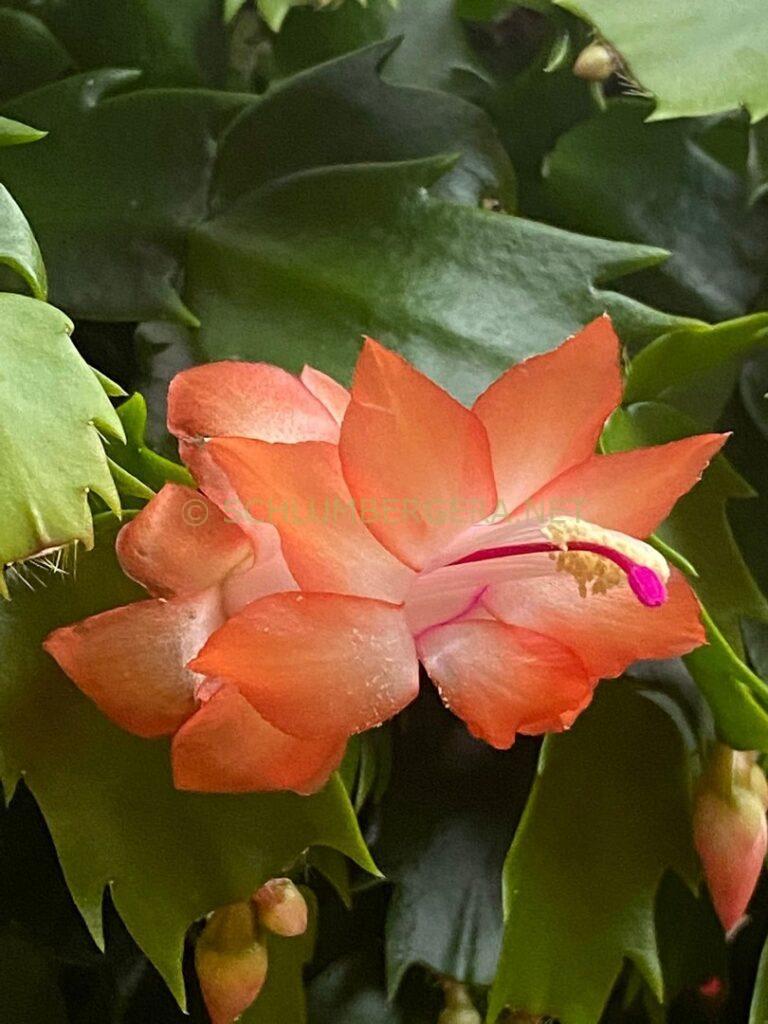 Schlumbergera 'Italian Miniature'