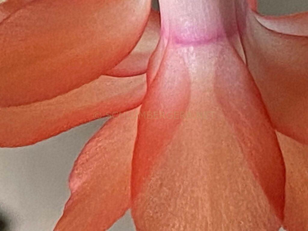Schlumbergera 'Italian Miniature'