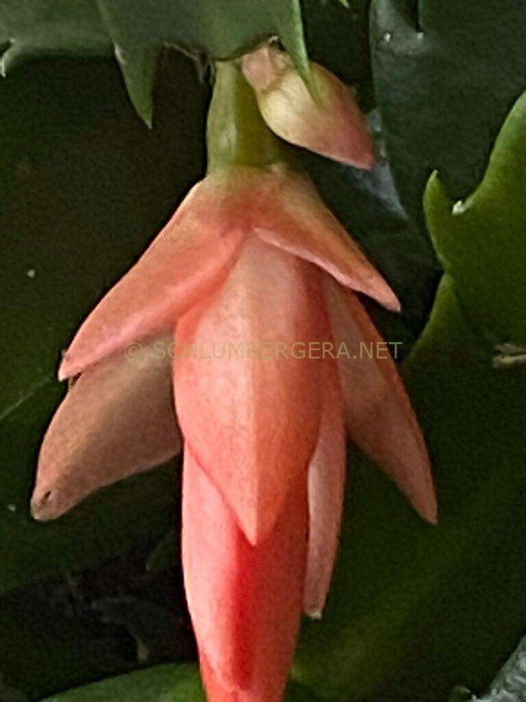 Schlumbergera 'Italian Miniature'