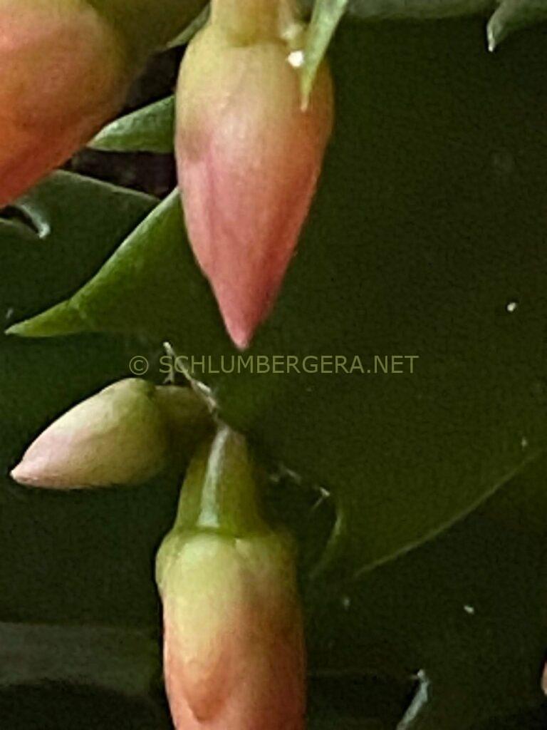 Schlumbergera 'Italian Miniature'