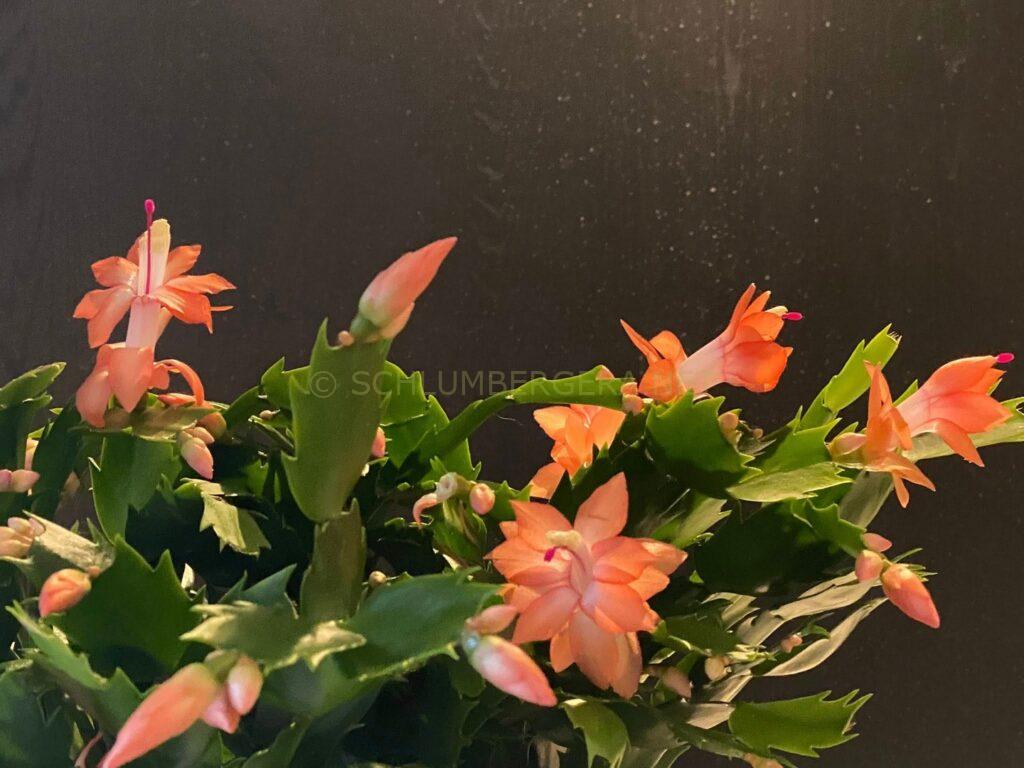 Schlumbergera 'Italian Miniature'