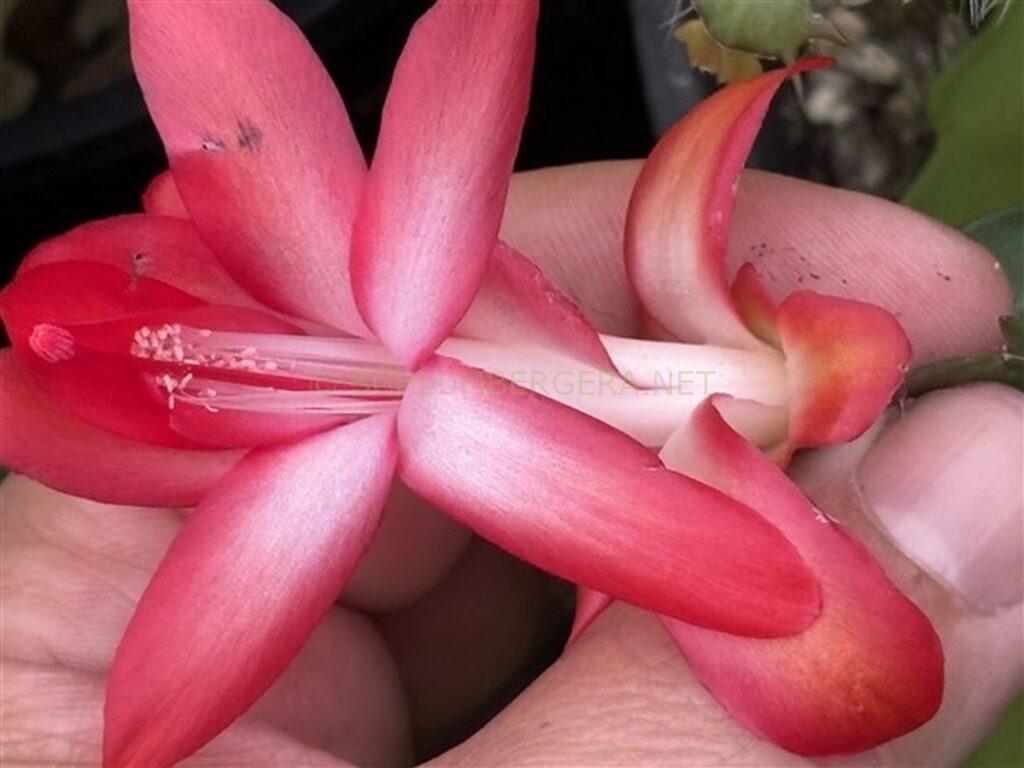 Schlumbergera 'Just a Teddy'