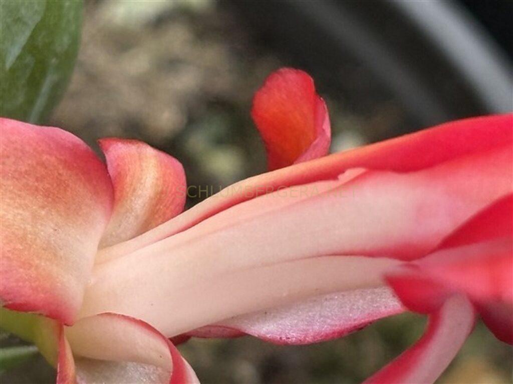 Schlumbergera 'Just a Teddy'