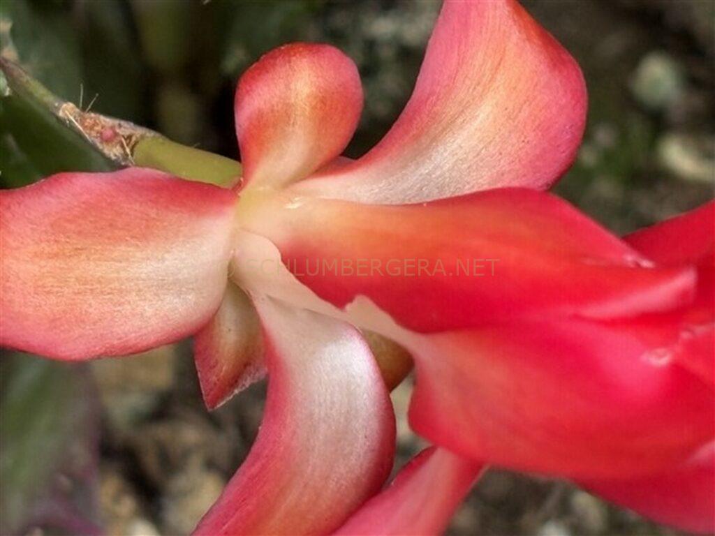 Schlumbergera 'Just a Teddy'