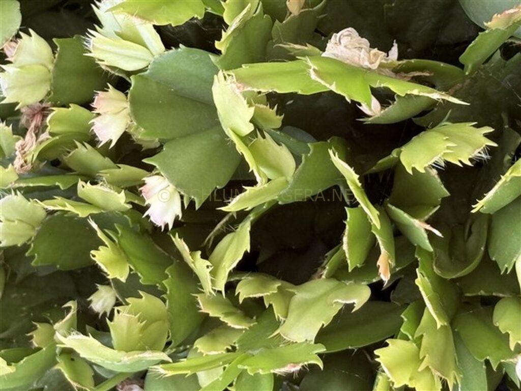 Schlumbergera 'Just a Teddy'