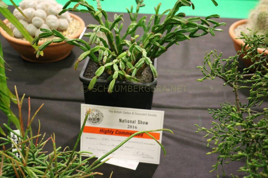 Schlumbergera 'Knuth'