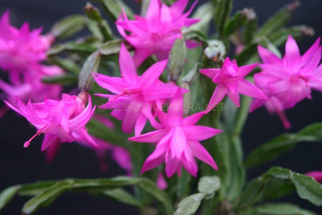 Schlumbergera 'Knuth'