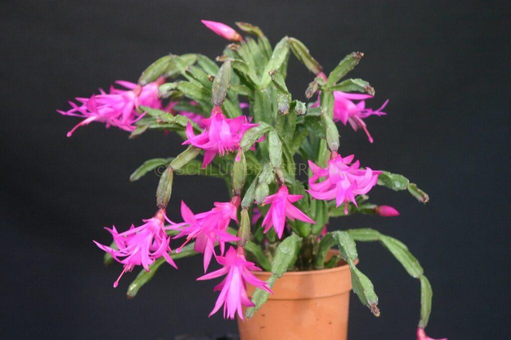 Schlumbergera 'Knuth'