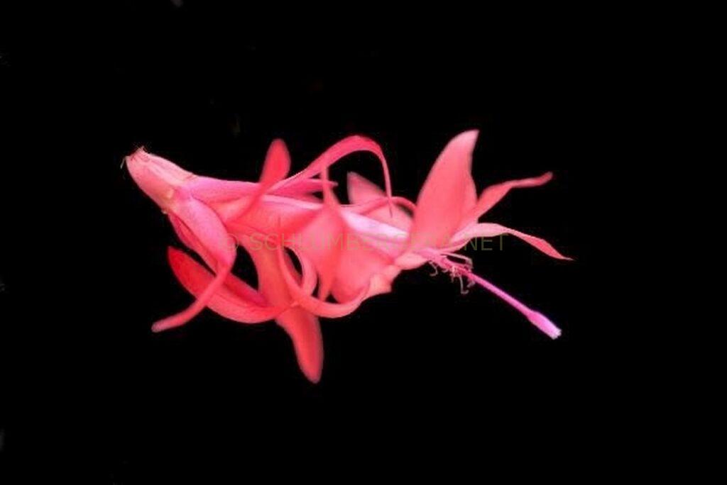 Schlumbergera 'Larki'
