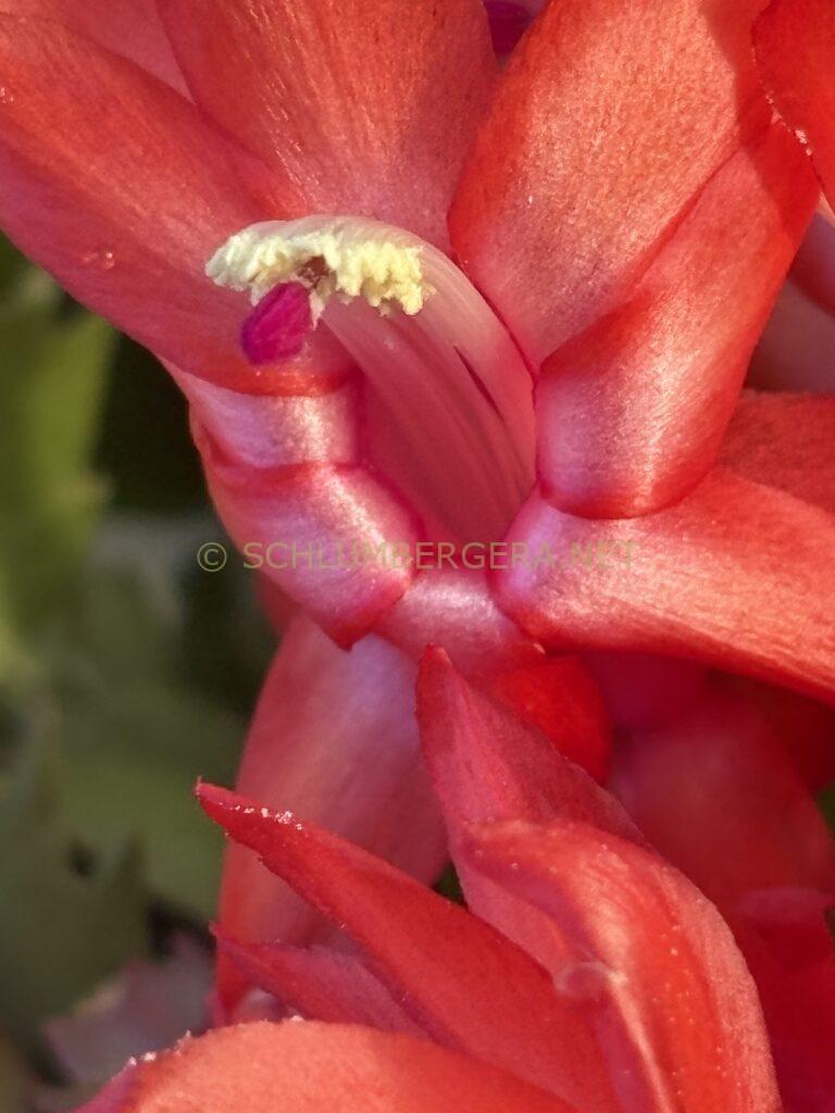 Schlumbergera 'Marja'