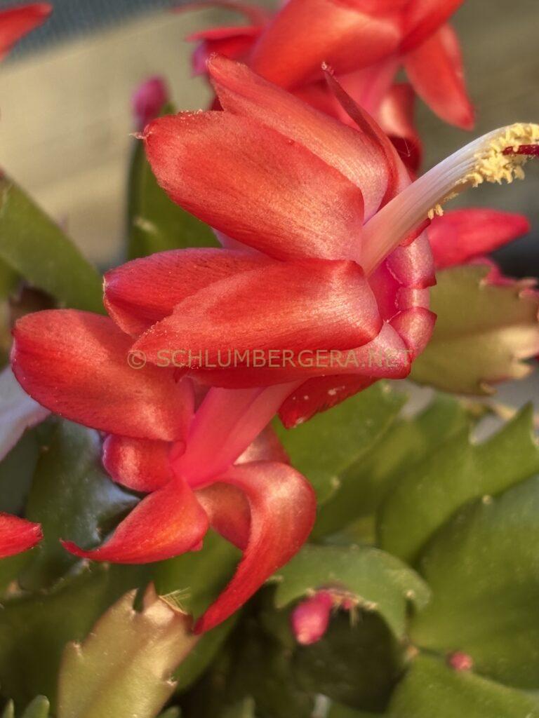 Schlumbergera 'Marja'